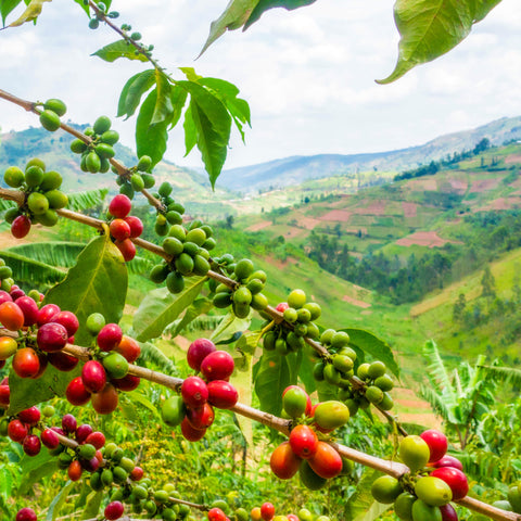 Ethiopia SCFCU Natural